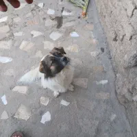 واگذاری سگ اشپیتز|سگ|داراب, |دیوار