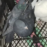 دو جفت کبوتر