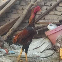 خروس لاری افغان