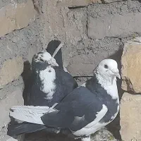 یک جفت مینا سیاه|پرنده|تربتحیدریه, بالا ولایت|دیوار