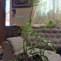 گل با گلدان|گل و گیاه طبیعی|گلبهار, شهر جدید گلبهار|دیوار