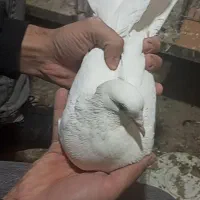 کفتر دم چتری جوجو|پرنده|طبس, |دیوار