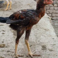 تخم مرغ لاری نطفه دار