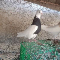 طوقی ماده|پرنده|سیروان, |دیوار