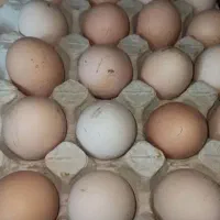 تخم گلین و برهما