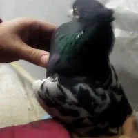 کفتر|پرنده|شاهینشهر, گرگاب|دیوار