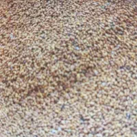 بذر یونجه امریکایی درجه یک|خدمات باغبانی و درختکاری|شوشتر, |دیوار