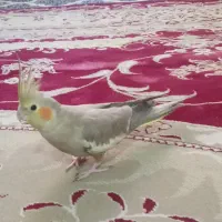 عروس هلندی ماده بالغ