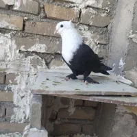 کبوتر کلاغ