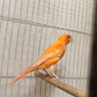 قناری نر سفید طوسی کشیده و ماده لاکی خوشکل|پرنده|صدرا-فارس, فاز ۱|دیوار