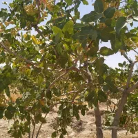 فروش زمین کشاورزی پسته ای حدود3000مترروستای مهارلو|فروش دفتر صنعتی، کشاورزی، تجاری|شیراز, شهرک پرواز|دیوار