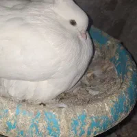 کبوتر