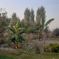 باغ آماده ۵۷۴ متر شموشک بالا(قیمت مناسب)|فروش زمین و ملک کلنگی|گرگان, |دیوار