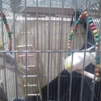 عروس هلندی سخنگو