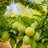 کود محرک رشد کروا/ رشد انفجاری گیاه|گل و گیاه طبیعی|تهران, چیتگر جنوبی|دیوار