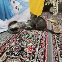 گربه بچه|گربه|گرگان, |دیوار