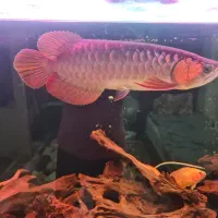 آروانا سوپر رد