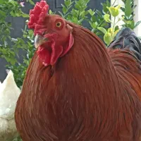 مرغ و خروس
