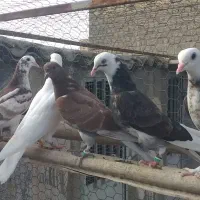 جوجه کفتر پرشی