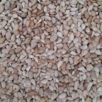 بادام درختی|خوردنی و آشامیدنی|محمدشهر, ولدآباد|دیوار