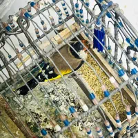 سیره قناری|پرنده|سرپل ذهاب, |دیوار