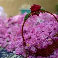 گلاب ناب محمدی