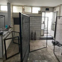 کفتر گنجه|لوازم جانبی حیوانات|رباطکریم, رباطکریم|دیوار