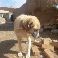 سگ سرابی|سگ|قوچان, |دیوار