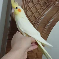 عروس‌هلندی ماده آماده