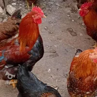 خروس
