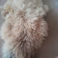 پوست طبیعی گوسفند