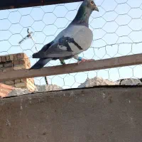 یک عدد کبوتر مسافتی ماده