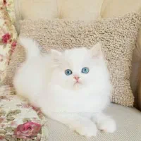 گربه های زیبا با والدین اصیل|گربه|تهران, آشتیانی|دیوار