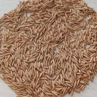 بذر شالی ندا پارسال پلم بود بوجار شده قیمت200