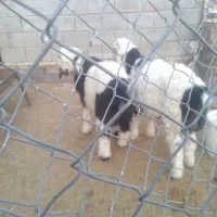 بره نر چاق|حیوانات مزرعه|گتوند, |دیوار