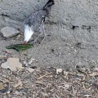 یک عددخروس پلیموت ویک عددخروس براکل بفروش میرسد|حیوانات مزرعه|محمدشهر, یزدیها|دیوار