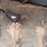 کفترسرک|پرنده|شیراز, کرونی(خاتونک)|دیوار