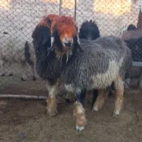 بره ماده و میش و بره قوچ|حیوانات مزرعه|فیروزآباد (فارس), |دیوار