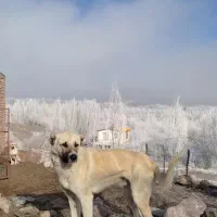 سگ مخصوص گله داری|حیوانات|خوی, |دیوار