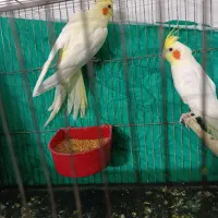 عروس لوتینو|پرنده|گرگان, |دیوار