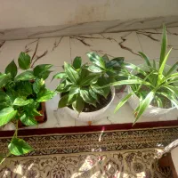 گلهای خانگی|گل و گیاه طبیعی|دورود, |دیوار