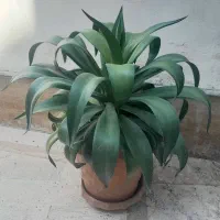 گل تزیینی کاکتوس