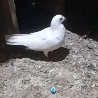 کفترسید دانه ۲۰۰|پرنده|مشهد, علی آباد|دیوار