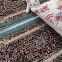 بچه گربه|گربه|مشهد, شهید شهریاری|دیوار