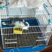 خرگوش باهوش و خوشگل|موش و خرگوش|اصفهان, بهارستان|دیوار