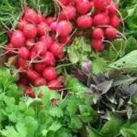 سبزی اشی سوپی خوردنی خورشتی دلمه ای