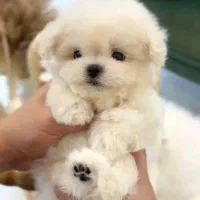 کوچولوهای ریزه میزه|سگ|کرمان, |دیوار