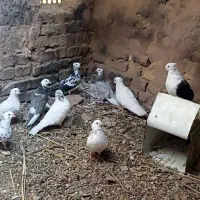 کبوتر فروشی|پرنده|یزد, |دیوار