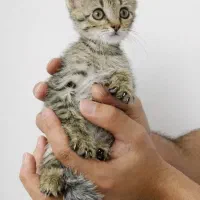 واگذاری رایگان گربه