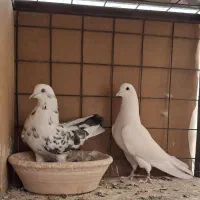 دو جفت پرشی